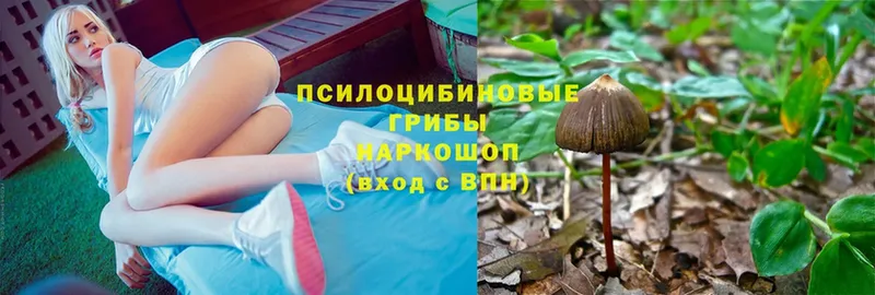 Галлюциногенные грибы Psilocybine cubensis  KRAKEN   Барнаул 